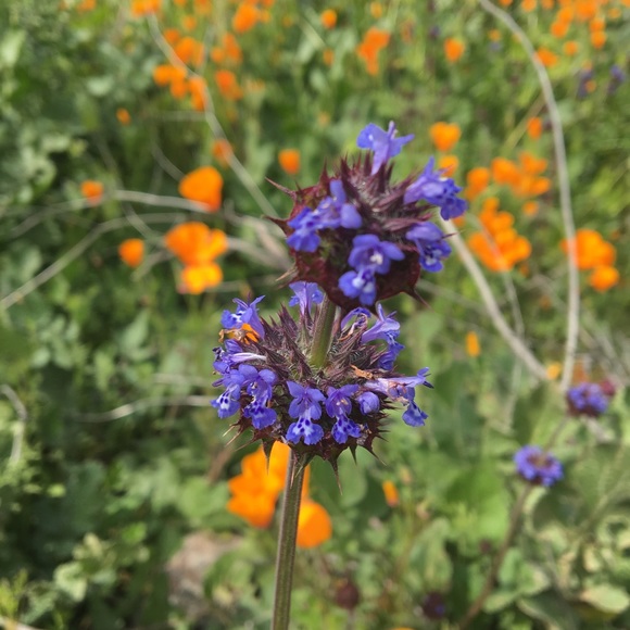 Meet your Posher, Stephanie - Picture 7 of 8